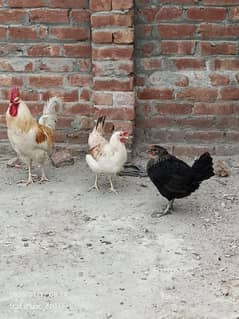 White Roaster And Hen Beautiful Pair For Urgent Sale