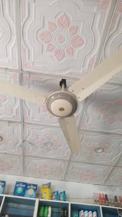 fan
