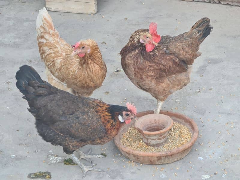 3 pcs Golden Misri hens 0