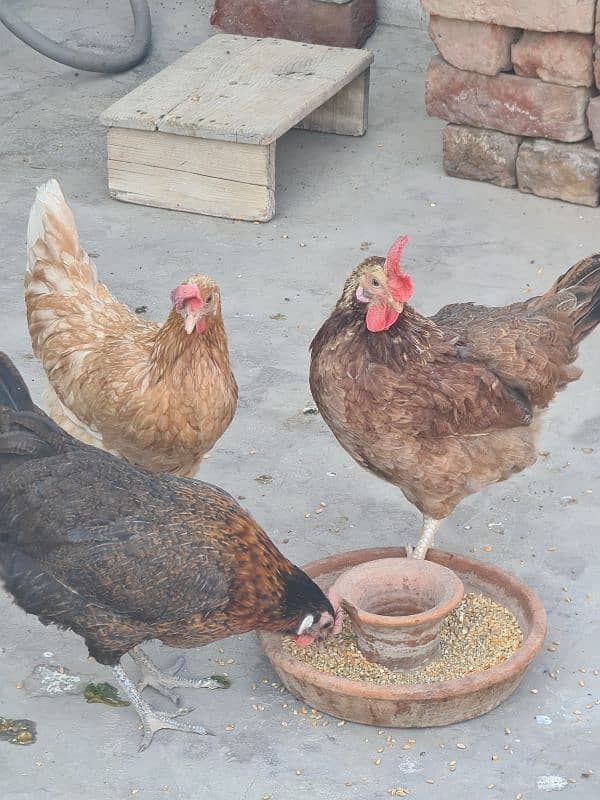 3 pcs Golden Misri hens 1