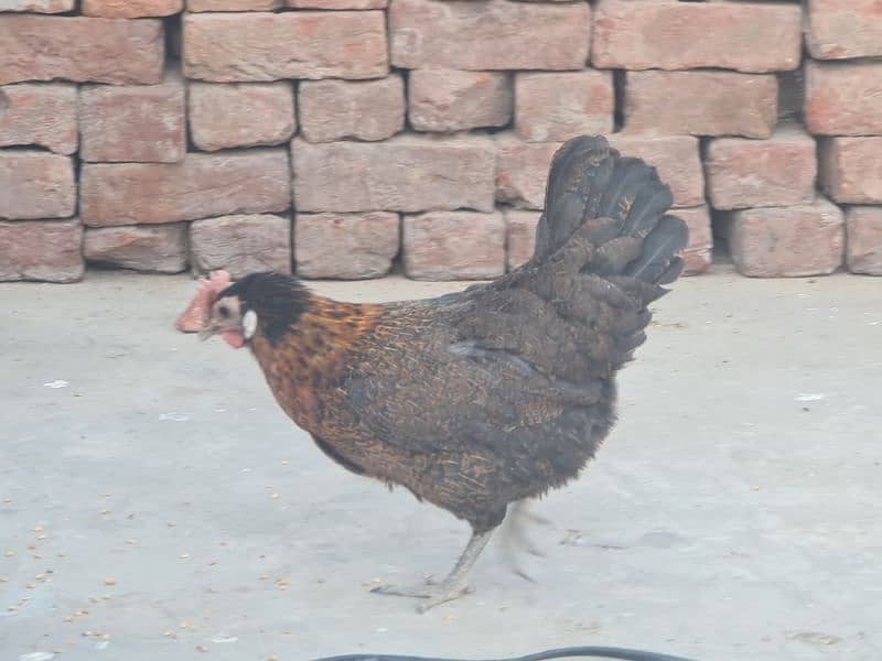 3 pcs Golden Misri hens 2