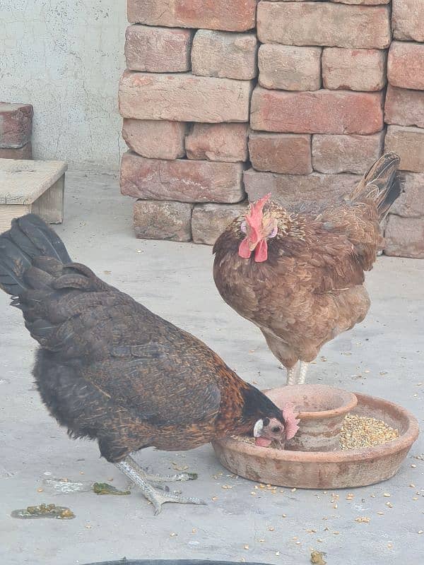 3 pcs Golden Misri hens 3
