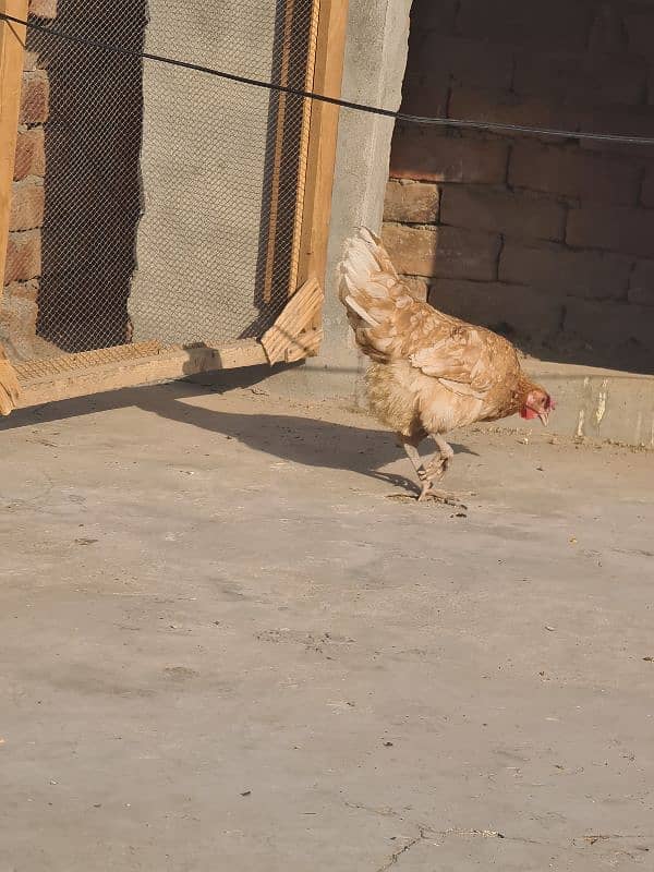 3 pcs Golden Misri hens 4