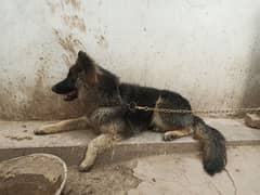 German Shepherd male