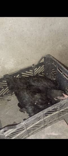 thai crass kruk madi for sell
