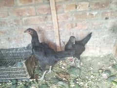 breeder