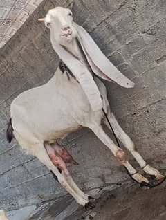 Bakra BAKRI for sell