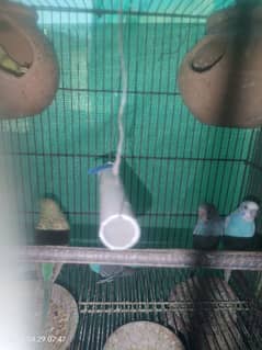 Budgies