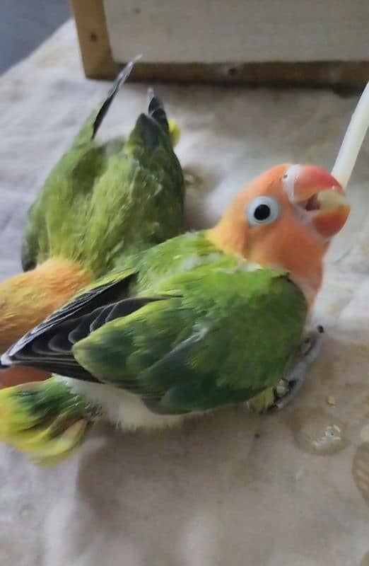 Green opaline & albino B2 hand tame chicks. 2
