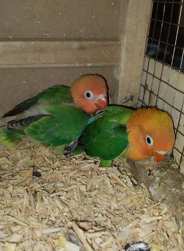 Green opaline & albino B2 hand tame chicks. 3
