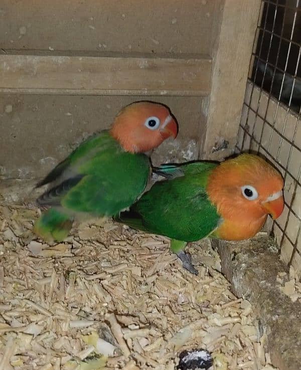 Green opaline & albino B2 hand tame chicks. 4