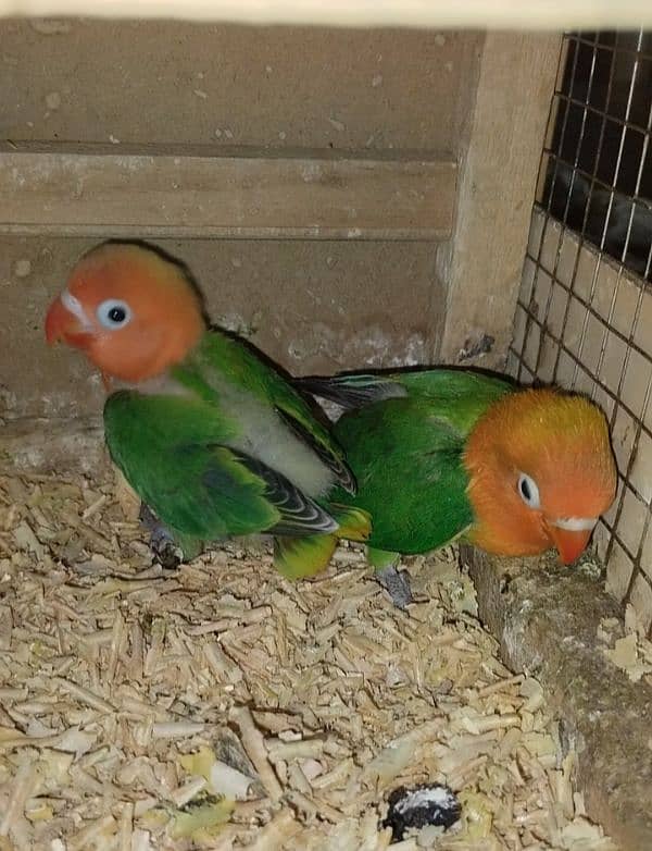 Green opaline & albino B2 hand tame chicks. 5