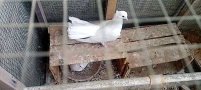 laka