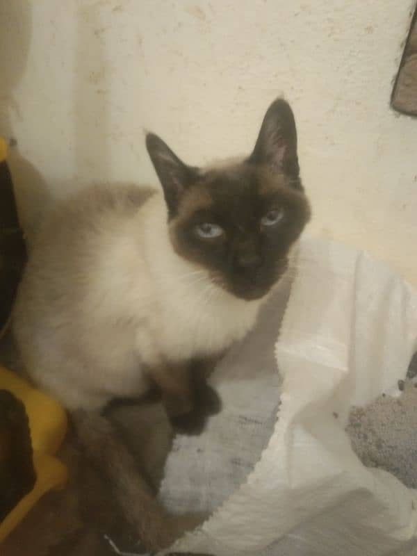 Siamese female cat arjant sale 1