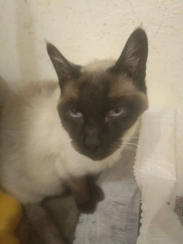 Siamese female cat arjant sale 3
