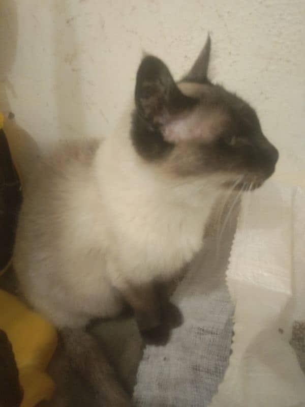Siamese female cat arjant sale 4