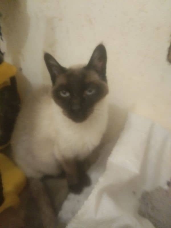 Siamese female cat arjant sale 5