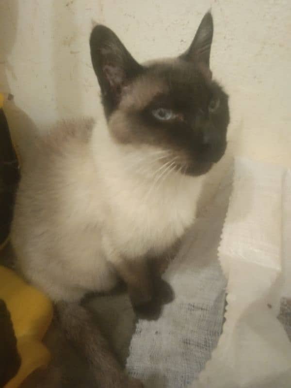 Siamese female cat arjant sale 7