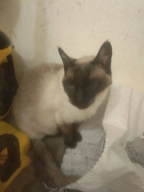 Siamese female cat arjant sale 8