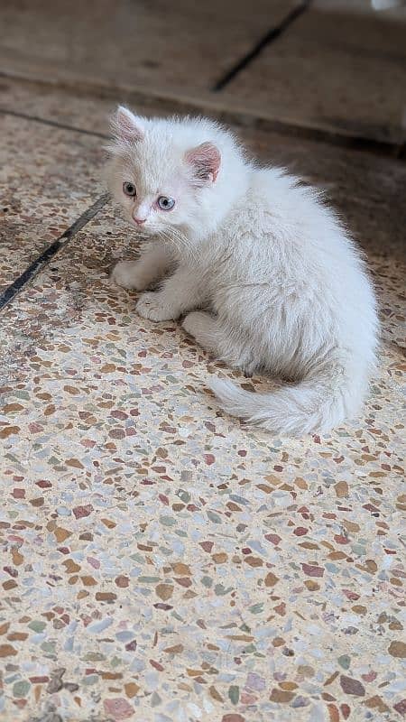 blue eyes persian cat kitten 0