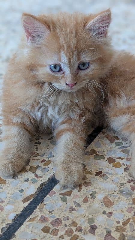 blue eyes persian cat kitten 1
