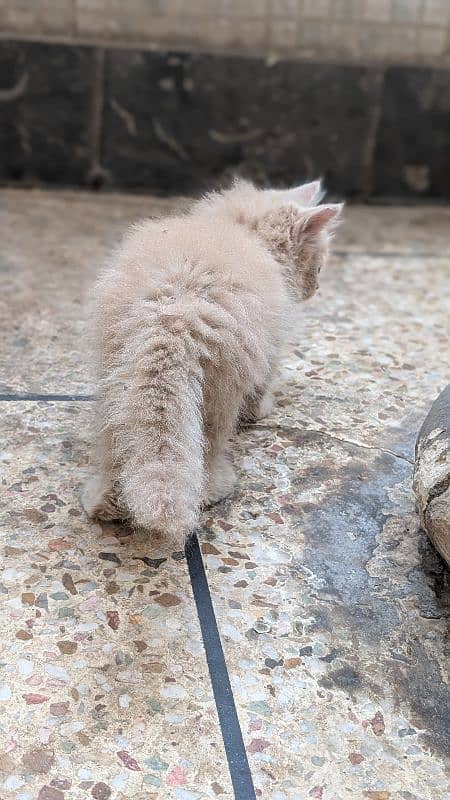 blue eyes persian cat kitten 3