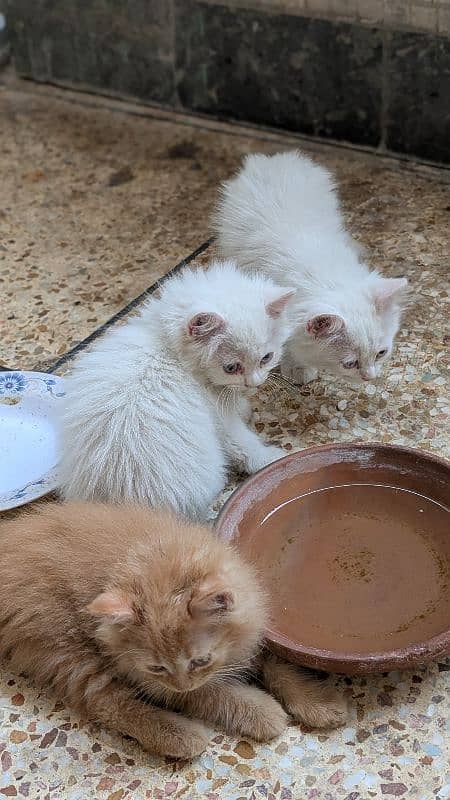 blue eyes persian cat kitten 4