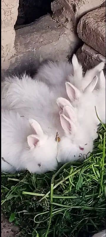 English angora breeder rabbits 0