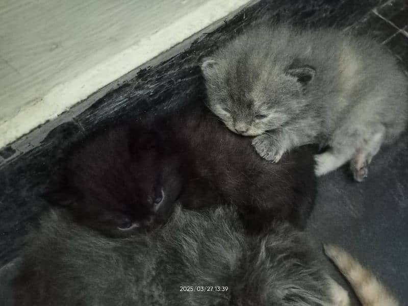 **kittens for sale** 0