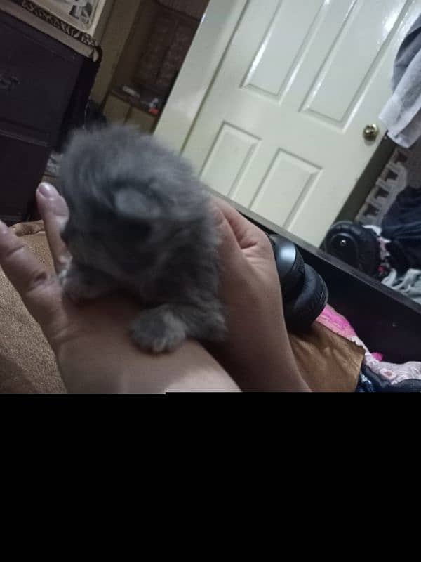 **kittens for sale** 1