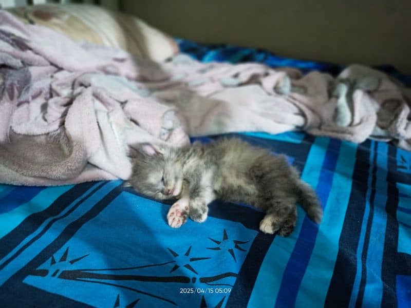 **kittens for sale** 2