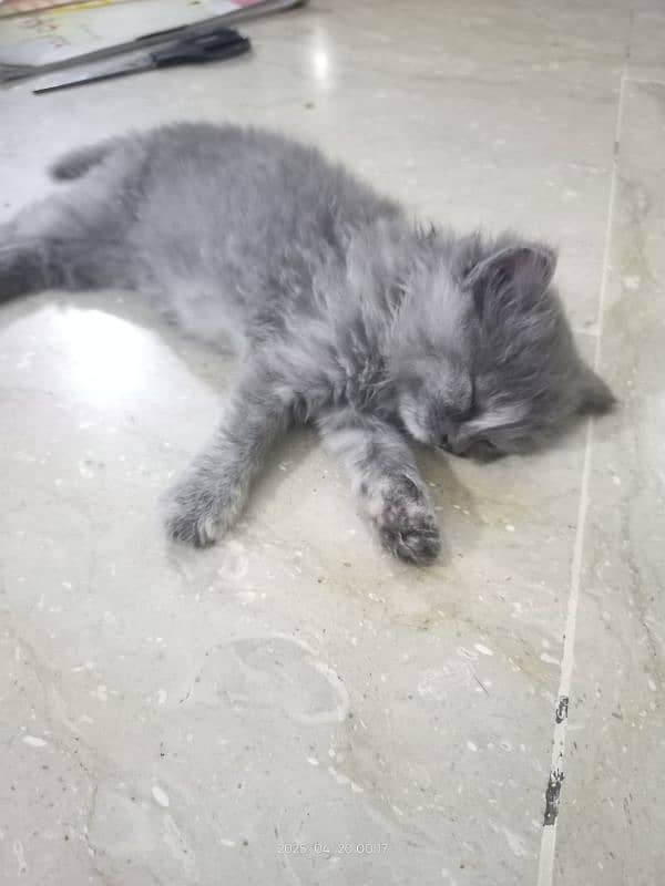 **kittens for sale** 3