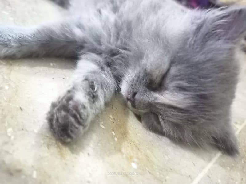 **kittens for sale** 4
