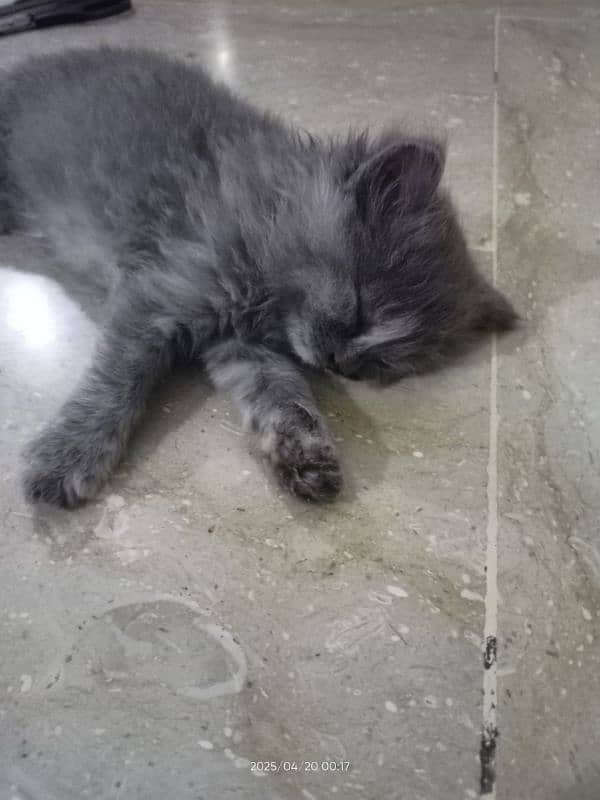**kittens for sale** 5