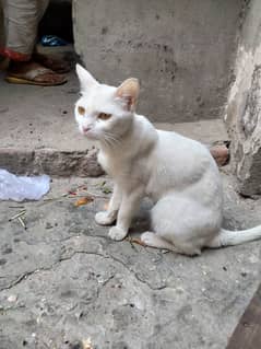 . . . cat