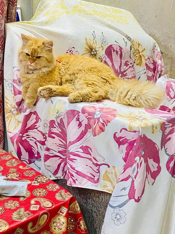 Persian Brown cat 0