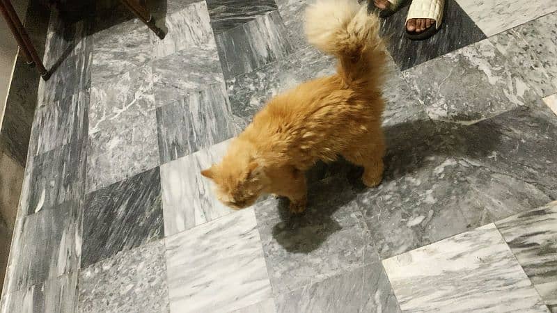 Persian Brown cat 1
