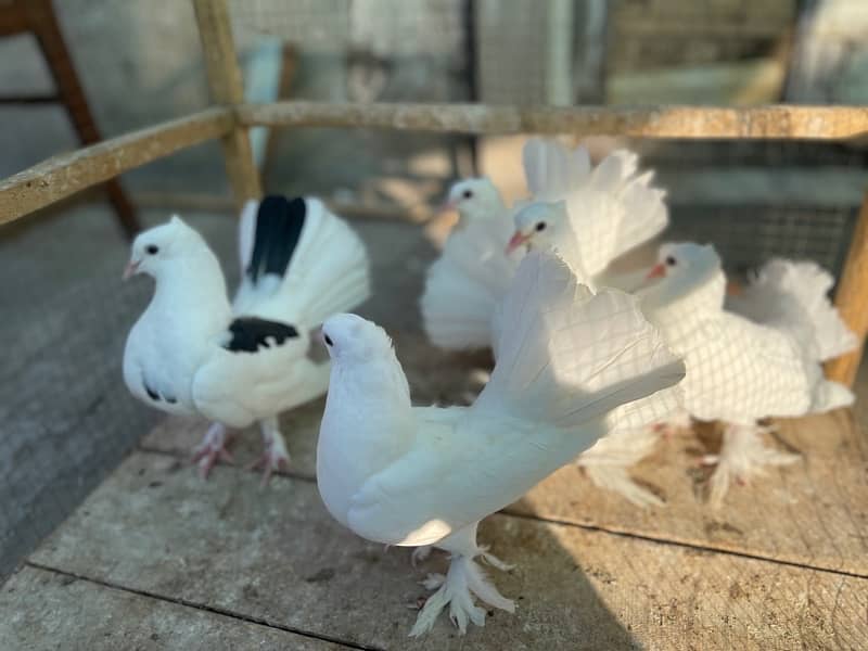 Piegons 4