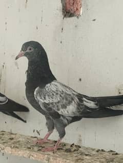 Teedy Baby Pigeon