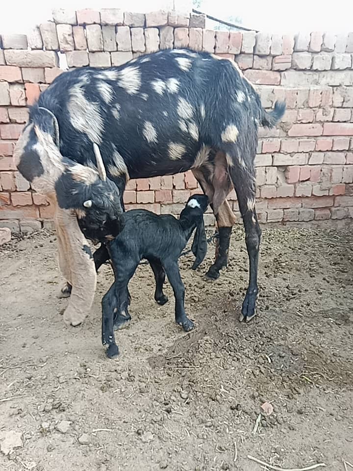 Pure Desi breed 0
