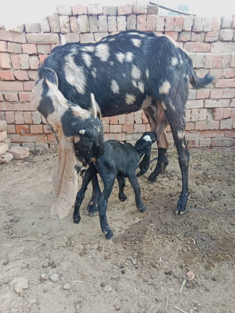 Pure Desi breed 1