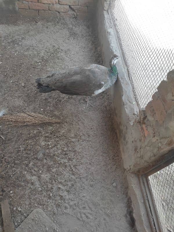 blue shoulder female age 4 years breeder for sale 1