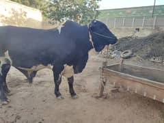 Qurbani k liay wacha