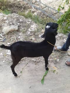 Bakra for sale