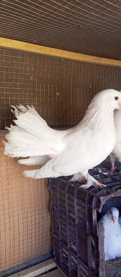 pegions
