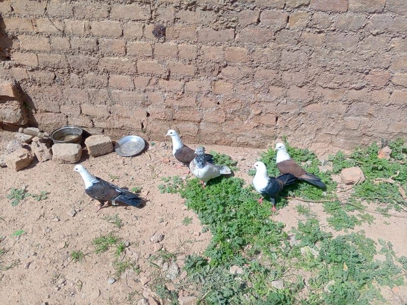 Low Fly and Fancy 400 1 Kabutar, Karblai patha 5000  ka 1 2