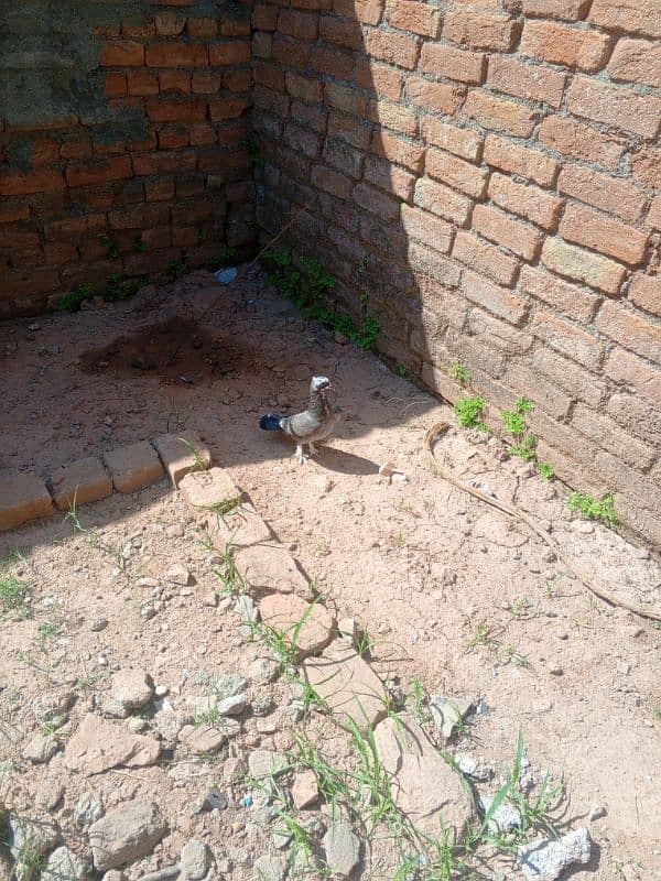 Low Fly and Fancy 400 1 Kabutar, Karblai patha 5000  ka 1 3