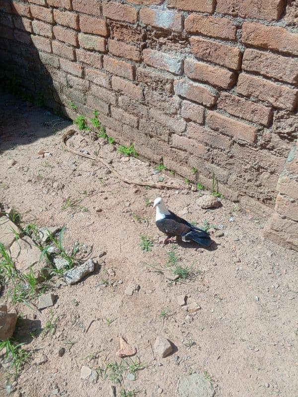 Low Fly and Fancy 400 1 Kabutar, Karblai patha 5000  ka 1 5
