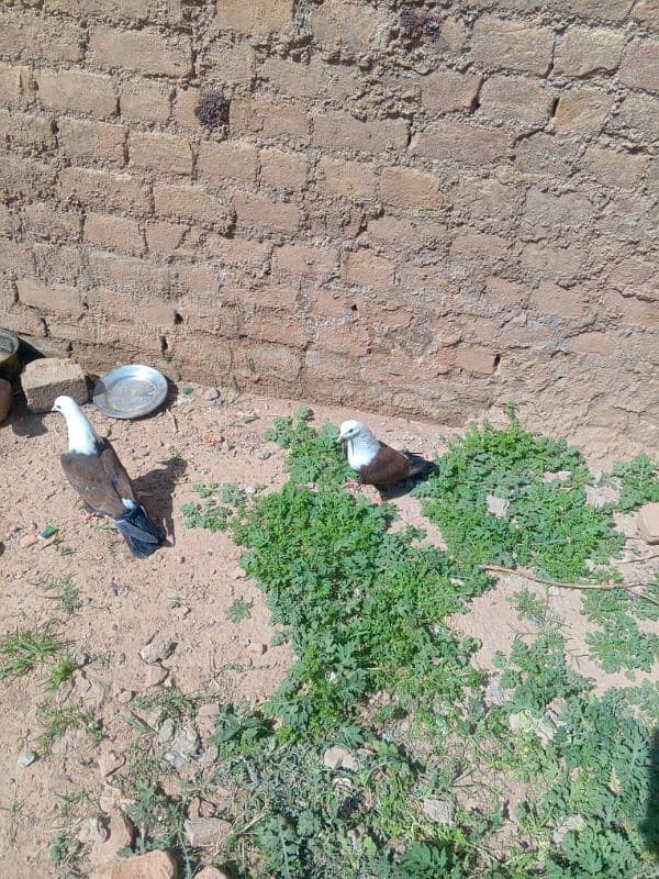 Low Fly and Fancy 400 1 Kabutar, Karblai patha 5000  ka 1 6