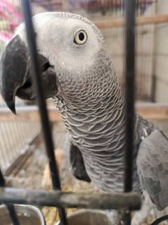 Congo